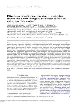 Filtration Area Scaling and Evolution in Mysticetes: Trophic Niche Partitioning and the Curious Cases of Sei and Pygmy Right Whales