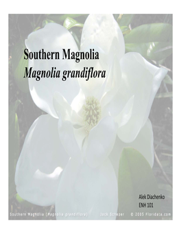 Southern Magnolia Magnolia Grandiflora