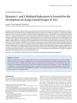 Dynamin 1- and 3-Mediated Endocytosis Is Essential for the Development of a Large Central Synapse in Vivo