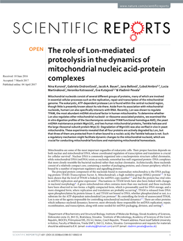The Role of Lon-Mediated Proteolysis in the Dynamics of Mitochondrial