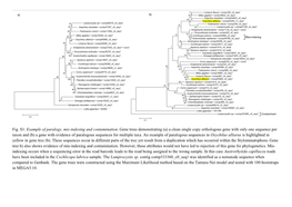 (A) a Clean Single Copy Orthologous Gene with Only One Sequence Per Taxon and (B) a Gene with Evidence of Paralogous Sequences for Multiple Taxa