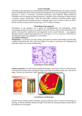 Genus Clostridia Clostridia Are the Gram-Positive Sporefoming Anaerobic Bacilli That Belong to the Genus Clostridia Family Clostridiaceae
