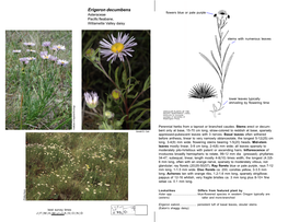 Erigeron Decumbens Flowers Blue Or Pale Purple Asteraceae Pacific Fleabane, Willamette Valley Daisy