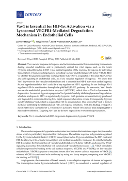 Vav1 Is Essential for HIF-1Α Activation Via a Lysosomal VEGFR1-Mediated Degradation Mechanism in Endothelial Cells