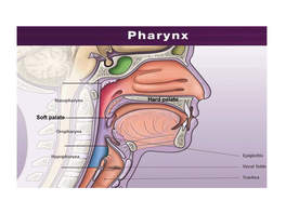 The Digestive System