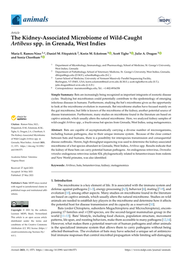 The Kidney-Associated Microbiome of Wild-Caught Artibeus Spp. in Grenada, West Indies