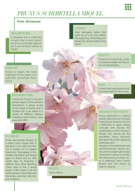 PRUNUS SUBHIRTELLA MIQUEL Fam