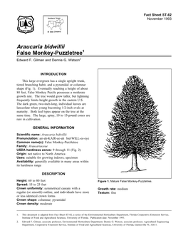 Araucaria Bidwillii False Monkey-Puzzletree1 Edward F