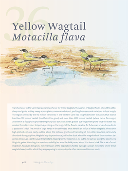 Yellow Wagtail Motacilla Flava