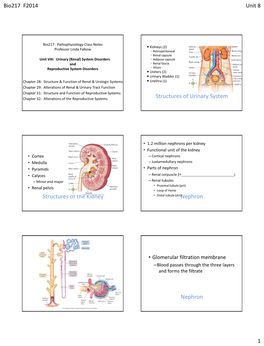 Structures of Urinary System