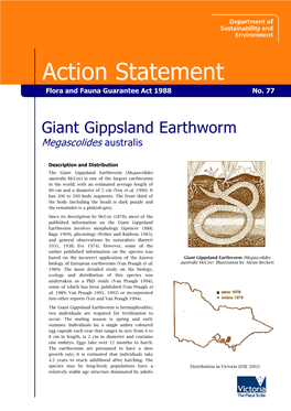 Giant Gippsland Earthworm Megascolides Australis