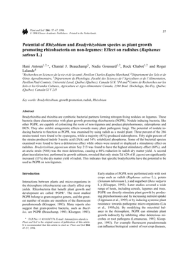 Potential of Rhizobium and Bradyrhizobium Species As Plant Growth Promoting Rhizobacteria on Non-Legumes: Effect on Radishes (Raphanus Sativus L.)