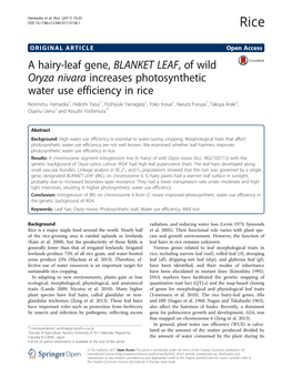 A Hairy-Leaf Gene, BLANKET LEAF, of Wild Oryza Nivara Increases