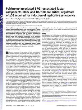 Polybromo-Associated BRG1-Associated Factor Components BRD7 and BAF180 Are Critical Regulators of P53 Required for Induction of Replicative Senescence