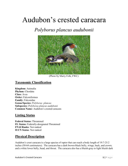 Audubon's Crested Caracara Is Found Throughout South Central Florida, and Also Occurs in Texas, Arkansas, Mexico, Cuba, and Panama (J