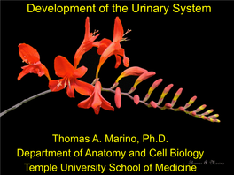 Kidney Development