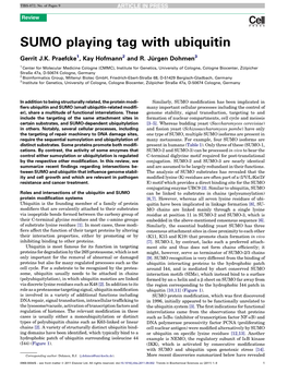 SUMO Playing Tag with Ubiquitin