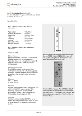 RFC5 Antibody (Center R185) Purified Rabbit Polyclonal Antibody (Pab) Catalog # Ap2812c