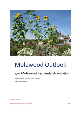 Molewood Outlook