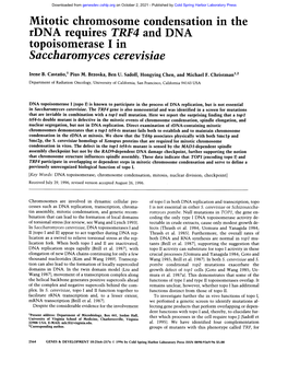 Saccharomyces Cerevisiae
