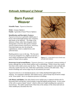 Barn Funnel Weaver