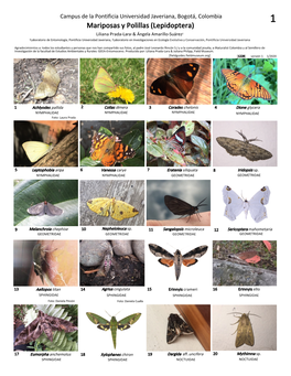 1228 Lepidoptera De La Javeriana