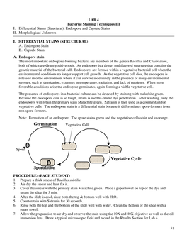 Germination Sporulation Vegetative Cycle