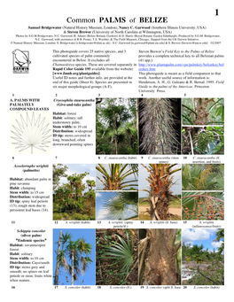 Common PALMS of BELIZE Samuel Bridgewater (Natural History Museum, London), Nancy C