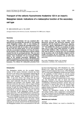 Transport of the Cationic Fluorochrome Rhodamine 123 in an Insect's Malpighian Tubule: Indications of a Reabsorptive Function of the Secondary Cell Type