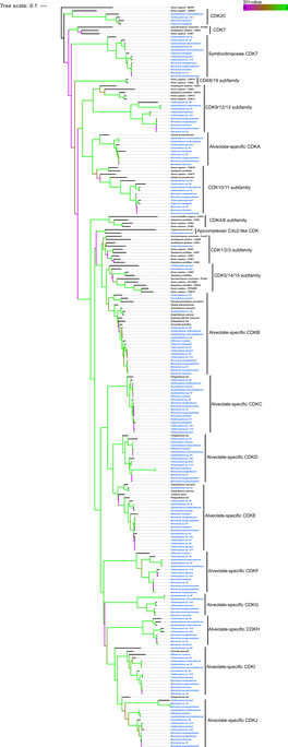 Tree Scale: 0.1 Homo Sapiens - MAPK 0 1 Homo Sapiens - CDK20 Symbiodinium Microadriaticum Cladocopium Sp