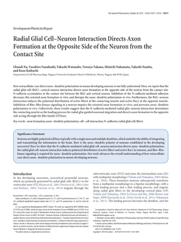 Radial Glial Cell–Neuron Interaction Directs Axon Formation at the Opposite Side of the Neuron from the Contact Site