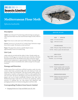 Mediterranean Flour Moth