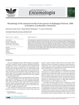 Morphology of the Antennal Sensilla of Two Species of Hoplopyga Thomson, 1880 (Coleoptera, Scarabaeidae, Cetoniinae)