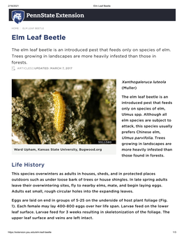 Elm Leaf Beetle