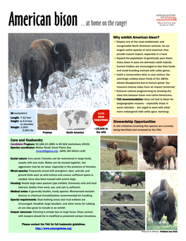 American Bison