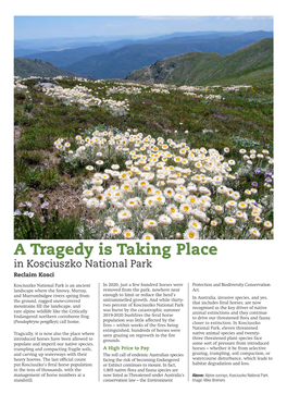 A Tragedy Is Taking Place in Kosciuszko National Park Reclaim Kosci