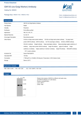 GM130 (Cis-Golgi Marker) Antibody