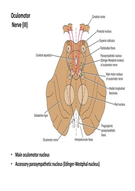 Cranial Nerves