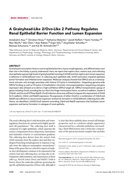 A Grainyhead-Like 2/Ovo-Like 2 Pathway Regulates Renal Epithelial Barrier Function and Lumen Expansion