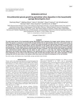 Circumferential Spicule Growth by Pericellular Silica Deposition in the Hexactinellid Sponge Monorhaphis Chuni