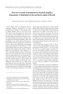 Two New Records of Predation by Oxybelis Fulgidus (Squamata: Colubridae) in the Northern Region of Brazil