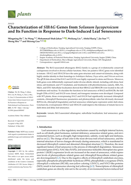 Characterization of Slbag Genes from Solanum Lycopersicum and Its Function in Response to Dark-Induced Leaf Senescence