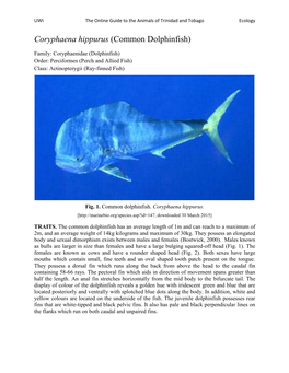 Coryphaena Hippurus (Common Dolphinfish)