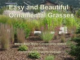 Why Use Ornamental Grasses?