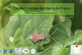 Clé Des Punaises Coreidae Des Hauts-De-France