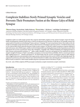 Complexin Stabilizes Newly Primed Synaptic Vesicles and Prevents Their Premature Fusion at the Mouse Calyx of Held Synapse