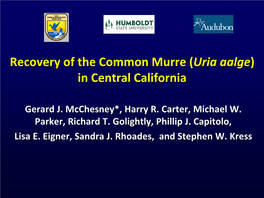 Recovery of the Common Murre (Uria Aalge) in Central California