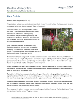 Cape Fuchsia