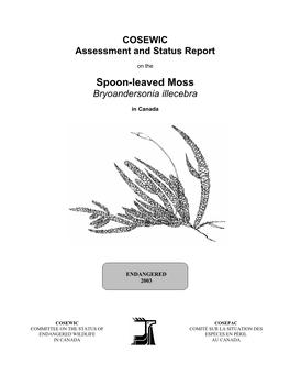 Spoon-Leaved Moss Bryoandersonia Illecebra