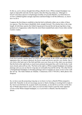 White-Rumped / Baird's Sandpiper Identification